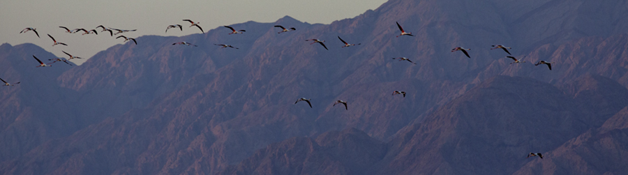 Una postal de ensueño, medio millón de aves volando en los cielos de Israel